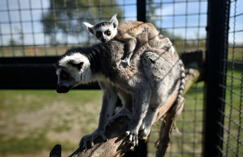 W zoo safari w Borysewie urodził się lemur