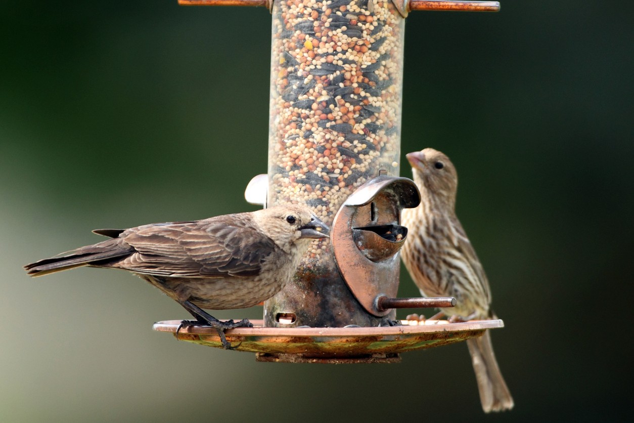 Existuje mnoho spôsobov, ako vyrobiť funkčné kŕmidlo z recyklovaných materiálov, ktoré máte bežne doma.
