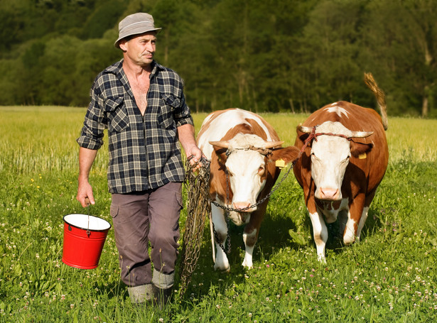 rolnik krowy