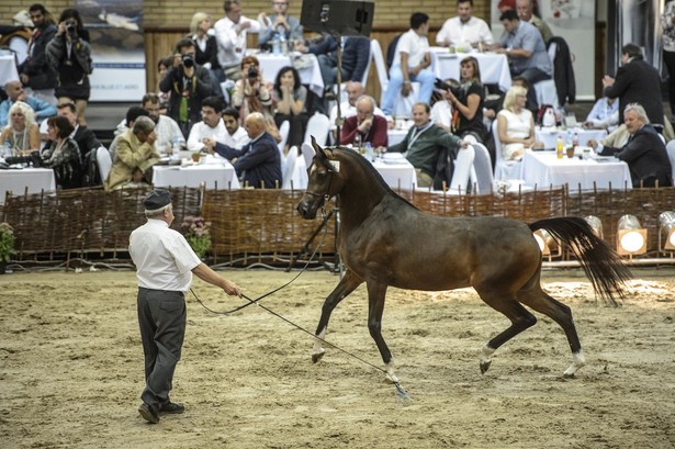 Janów Podlaski (woj. lubelskie), 17.08.2014. Klacz Piacolla z SK Michałów sprzedana została za 305 000 euro do Arabii Saudyjskiej. W Janowie Podlaskim trwają Dni Konia Arabskiego. Najważniejszym wydarzenien jest 45. Aukcja Koni Arabskich Czystej Krwi "Pride of Poland" (Duma Polski). (wp/cat) PAP/Wojciech Pacewicz