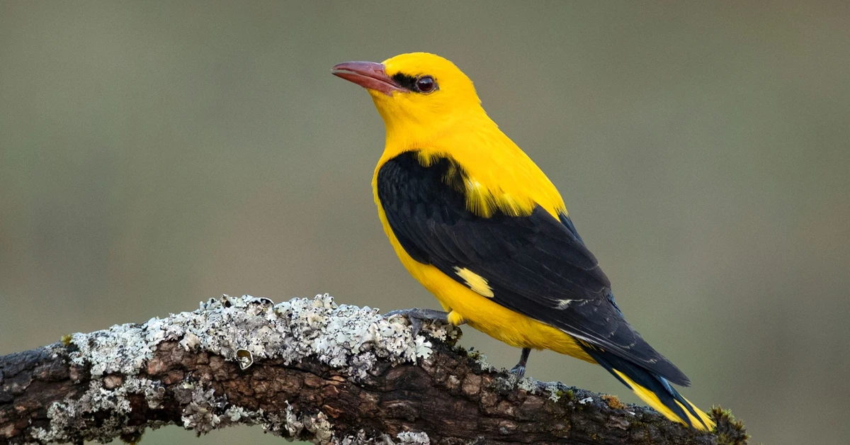Szybki QUIZ z polskich ptaków. Rozpoznasz je na zdjęciach? Te gatunki znają już dzieci w podstawówce
