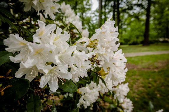 Zamek Książ i jedna z największych kolekcji rododendronów w Polsce!