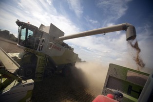 Rekord nad Wołgą. Połowa świata kupuje rosyjską pszenicę