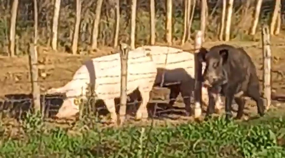 Divlji vepar i krmača u ljubavi