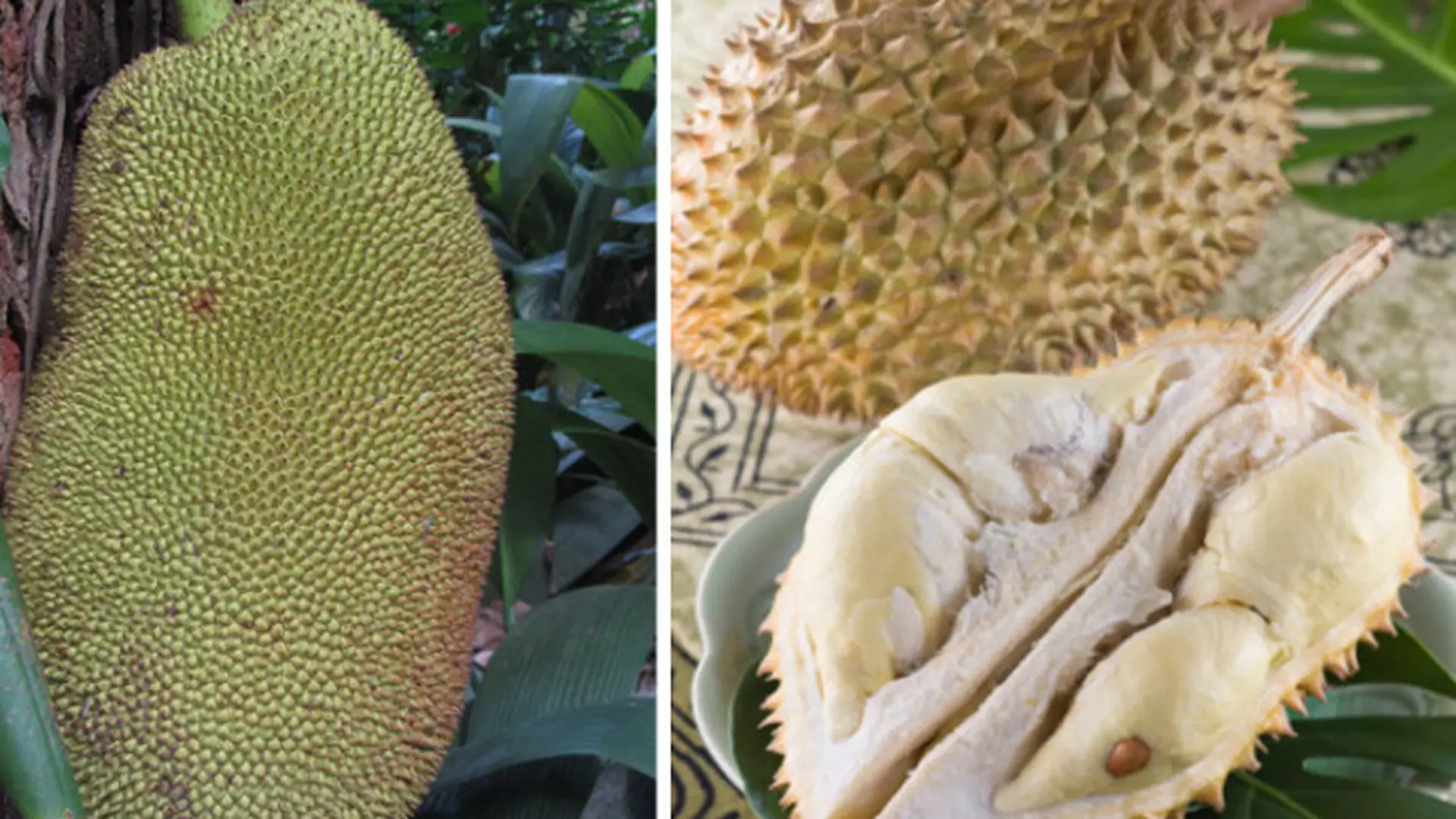 Durian - owoc, który zachwyca i zarazem odraża