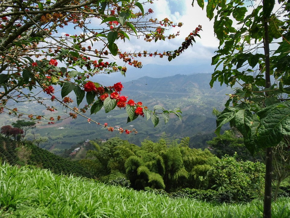 Chinchina (małe miasto koło Manizales w departamencie Caldas)