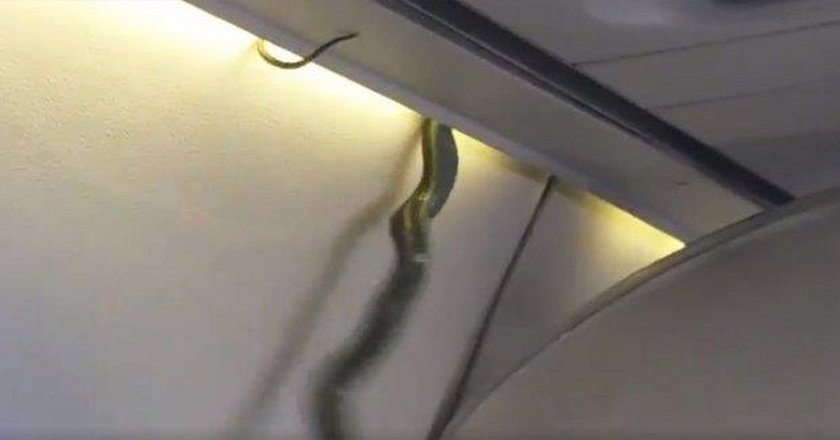 Wąż pełzał nad głowami pasażerów