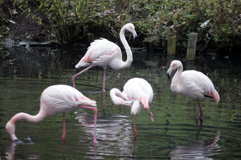 Zwierzaki z gdańskiego zoo lubią zimę?