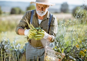 Stručnjaci savetuju da kada je reč o uzgoju lekovitog bilja, uvek vredi uložiti novac u kantarion, matičnjak, neven, bokvicu, kamilicu, beli slez, mirođiju i peršun