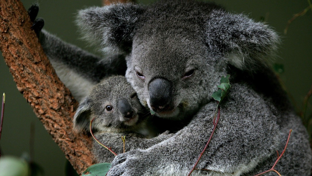 Baby Koala Boosts Taronga Zoo's Breeding Program