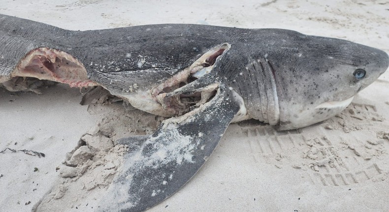 A shark killed by Port and Starboard who had its liver removed by the pairMarine Dynamics Conservation Trust