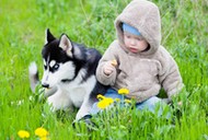 Child with puppy husky