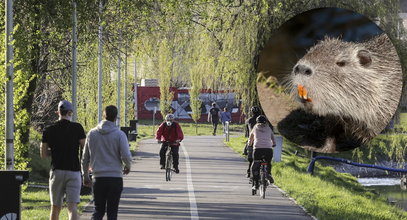 Chwile grozy na bulwarach w Rybniku. Rozwścieczona nutria zaatakowała pięciolatka