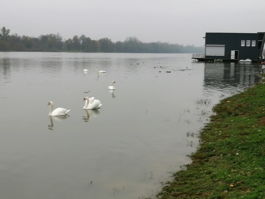 Labudovi Sava Gradiška 