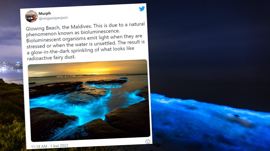 Na wybrzeżach w niektórych krajach wystąpiło zjawisko bioluminescencji
