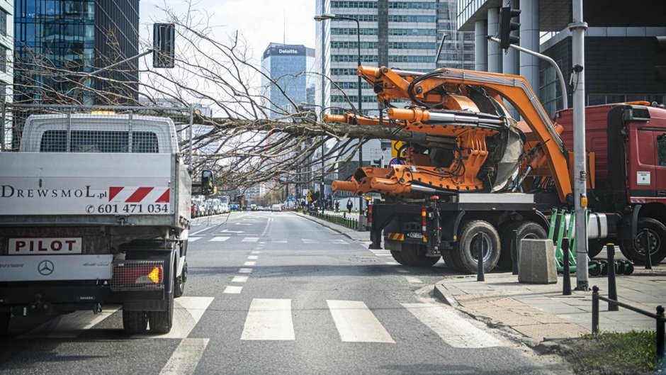 Warszawa: przesadzą, zamiast wycinać. 42 duże drzewa trafią do parku