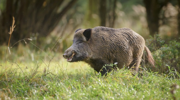 Legtöbbször vaddisznók támadásáról szólnak a hírek / Fotó: Shutterstock 