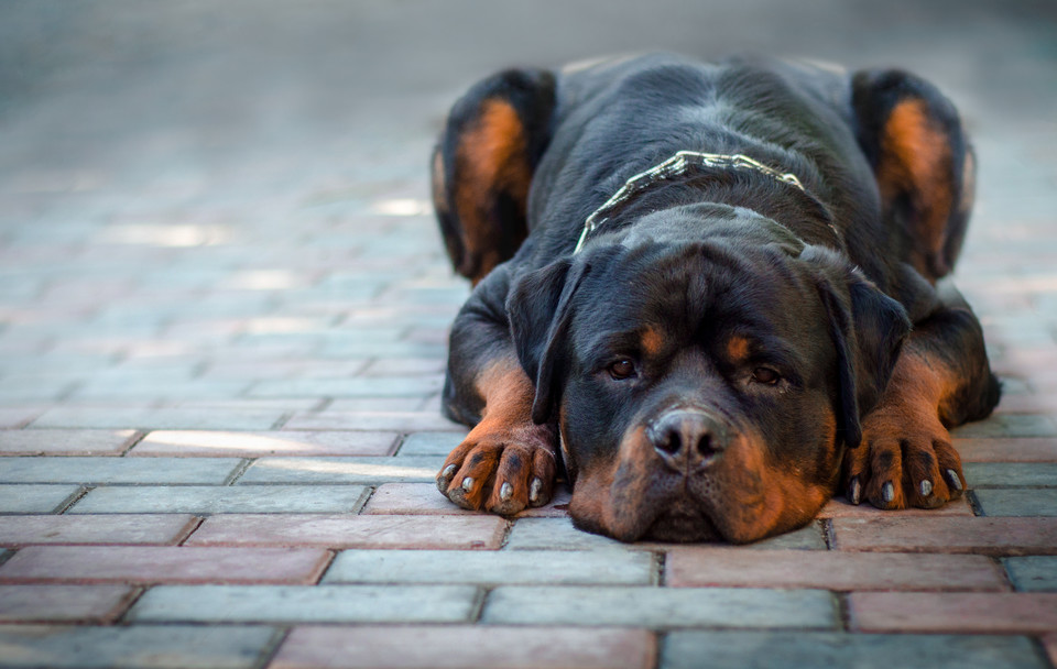 Rottweiler