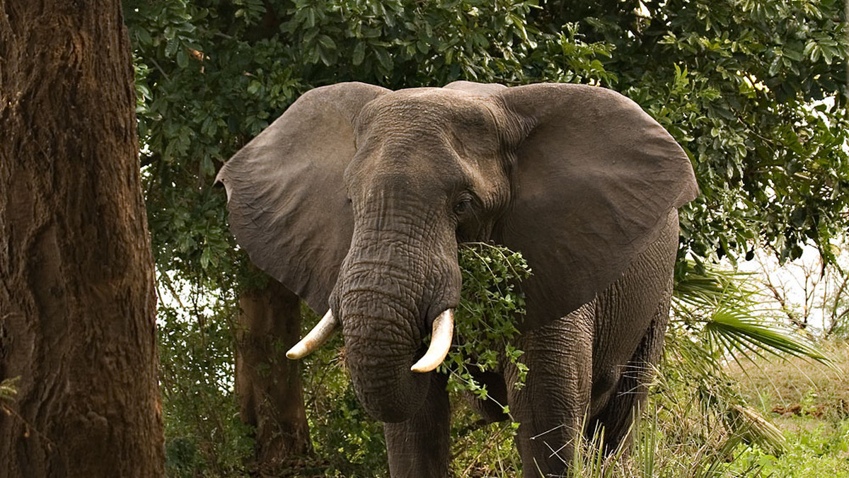 Świat wierzył, że międzynarodowy zakaz handlu kością słoniową uratuje największe zwierzęta lądowe. Ale znów pojawili się kłusownicy, a państwa afrykańskie nie potrafią ich powstrzymać.