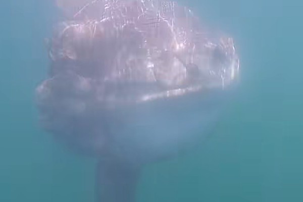 Vedrana Rudan u Beogradu na Sajmu knjiga