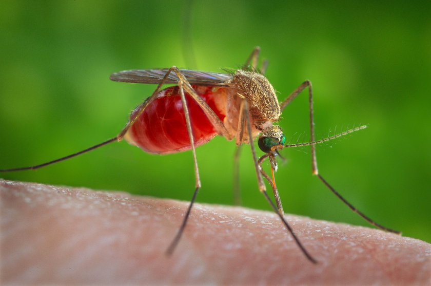 Tym zarażają komary. Nie tylko malaria