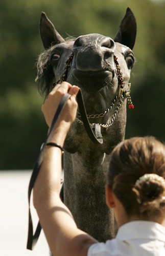 Wszyscy z niecierpliwością czekają jednak na wieczorną aukcję. Organizatorzy wśród faworytów wymieniają klacze: 'Felladę' z Michałowa, 'Emikę' ze stadniny w Białce i 'Pintę' z Janowa