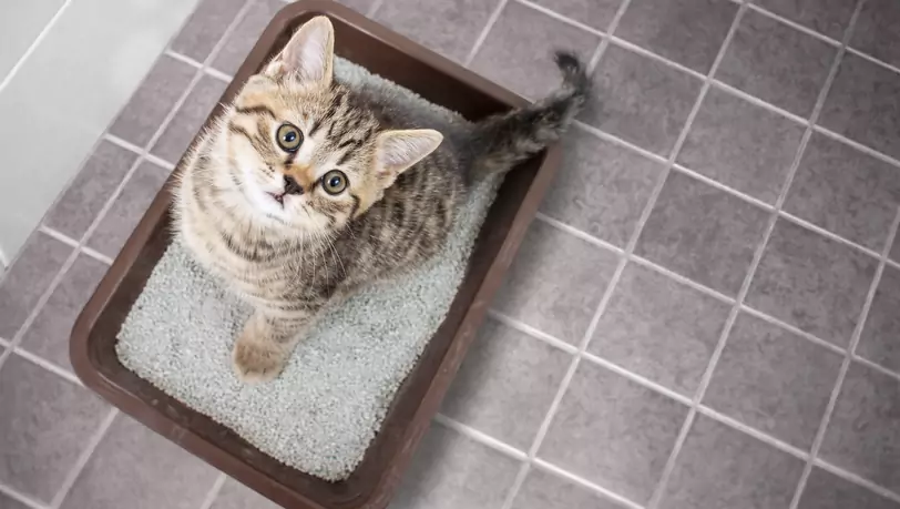 Diese beliebten Katzentoiletten riechen kaum - guenstiger.de Kaufberatung  und Preisvergleich
