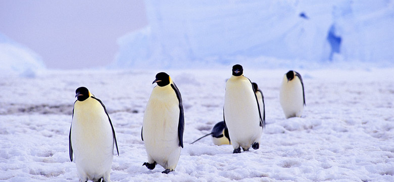 Pingwin wielkości człowieka. Niezwykłe odkrycie naukowców