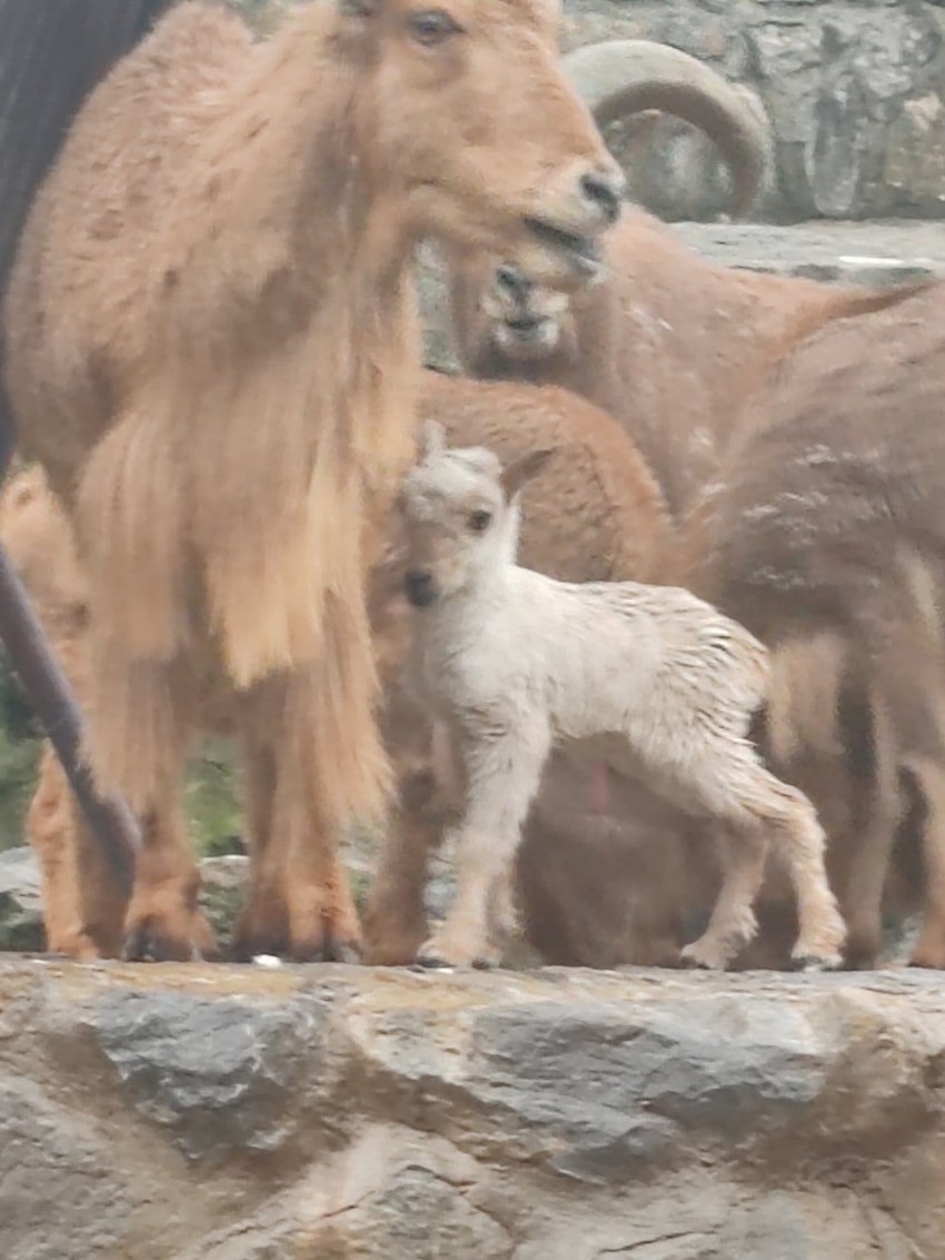 Mladunče berberske ovce sa roditeljima