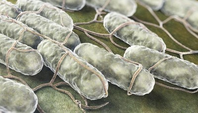 Salmonella Wywoluje Salmonelloze
