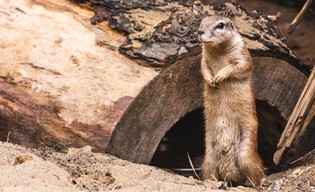 Ten gatunek wiewiórki nosi własny parasol przez cały rok!
