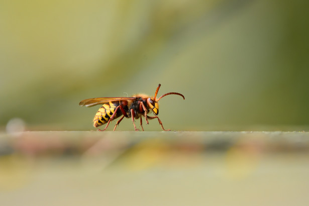 Szerszenie mogą być groźne, ale istnieją naturalne sposoby na ich odstraszenie