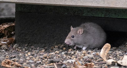 Wypędź szczury ze swojego ogrodu. To najlepszy naturalny środek