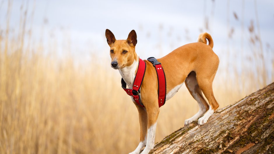 Basenji to pies, który prawie wcale nie szczeka - DragoNika/stock.adobe.com