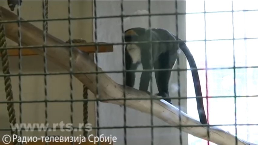 Majmuni Romeo i Julija