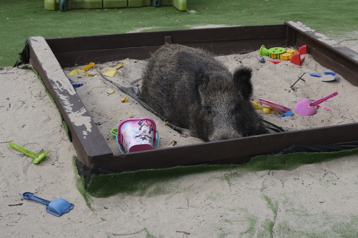 Tragiczny finał interwencji służb. Henio nie żyje, aktywiści oskarżają księdza