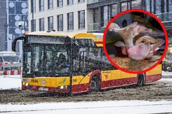 Afera grzybowa w Łodzi. Na podłodze autobusu wyrósł grzyb