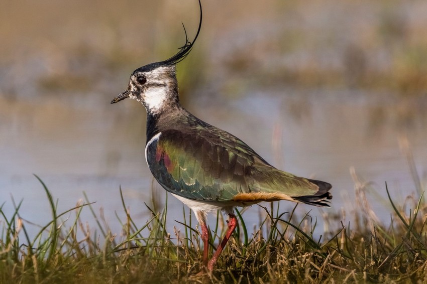 Azijski zlatni vivak