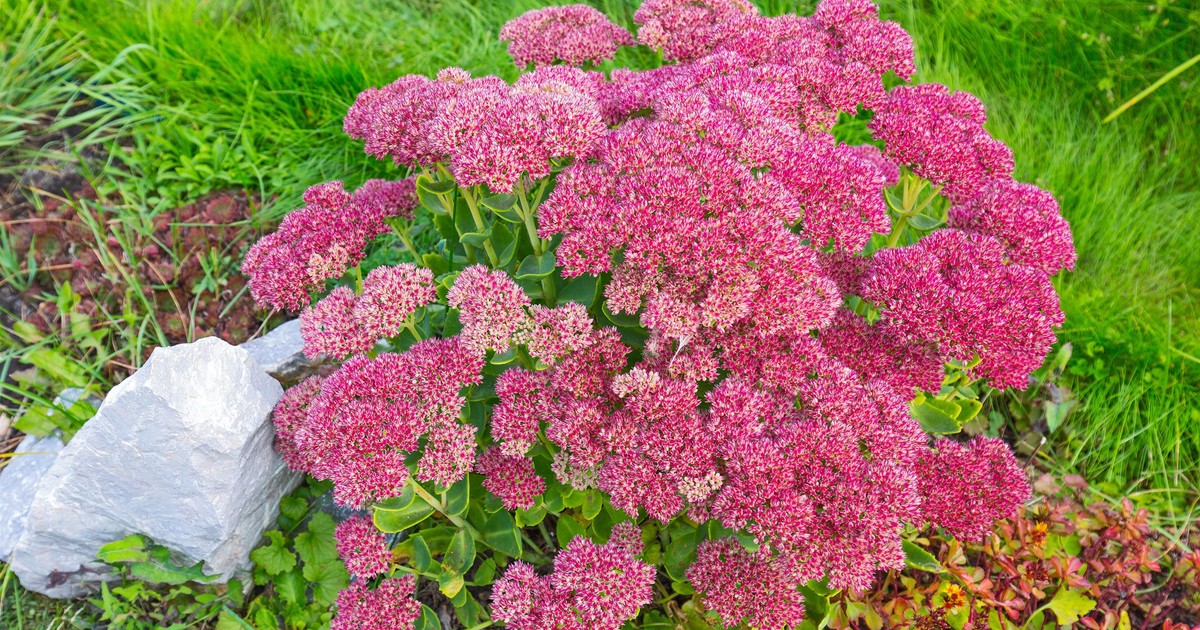 Żadne chryzantemy. Te kwiaty przetrwają na cmentarzu do końca listopada. Nie wymagają troski