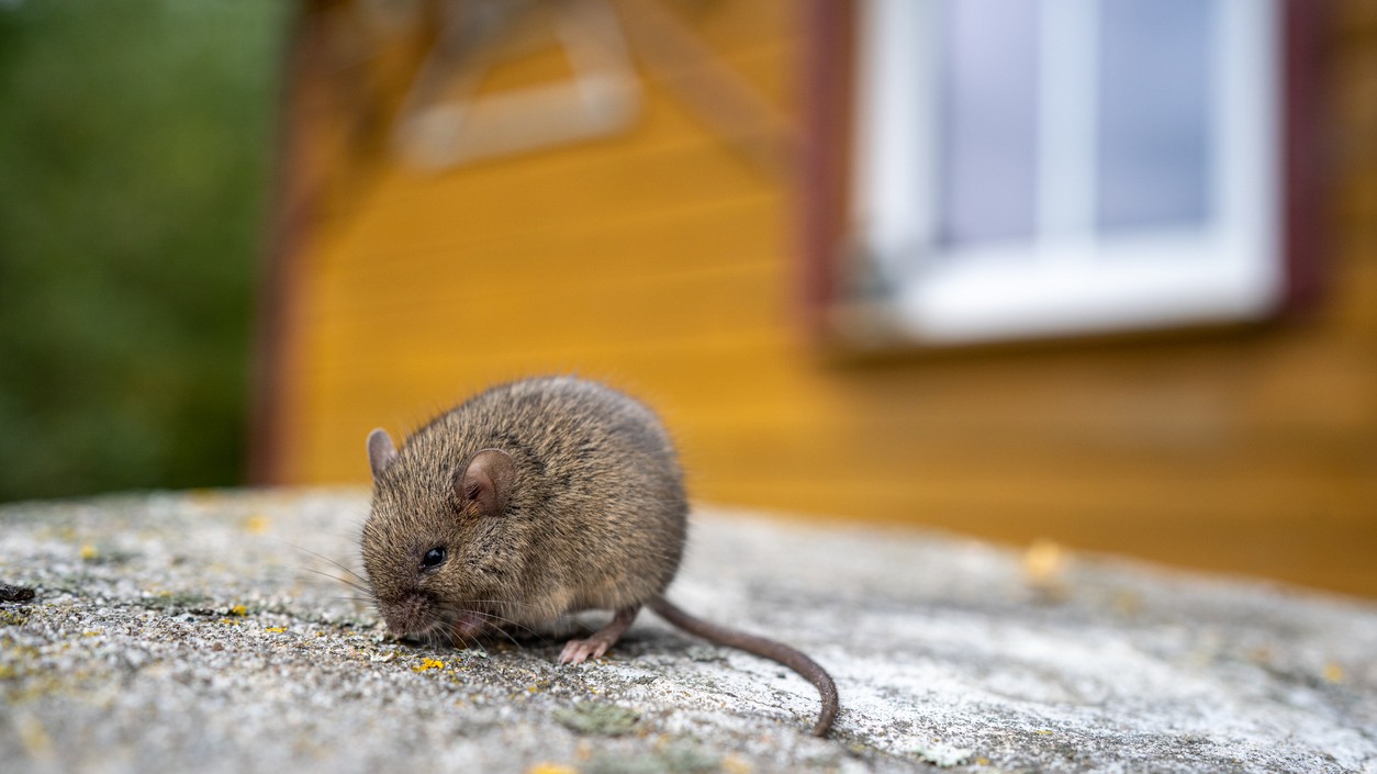 Tajomstvo, ako sa rýchlo a navždy zbaviť myší.