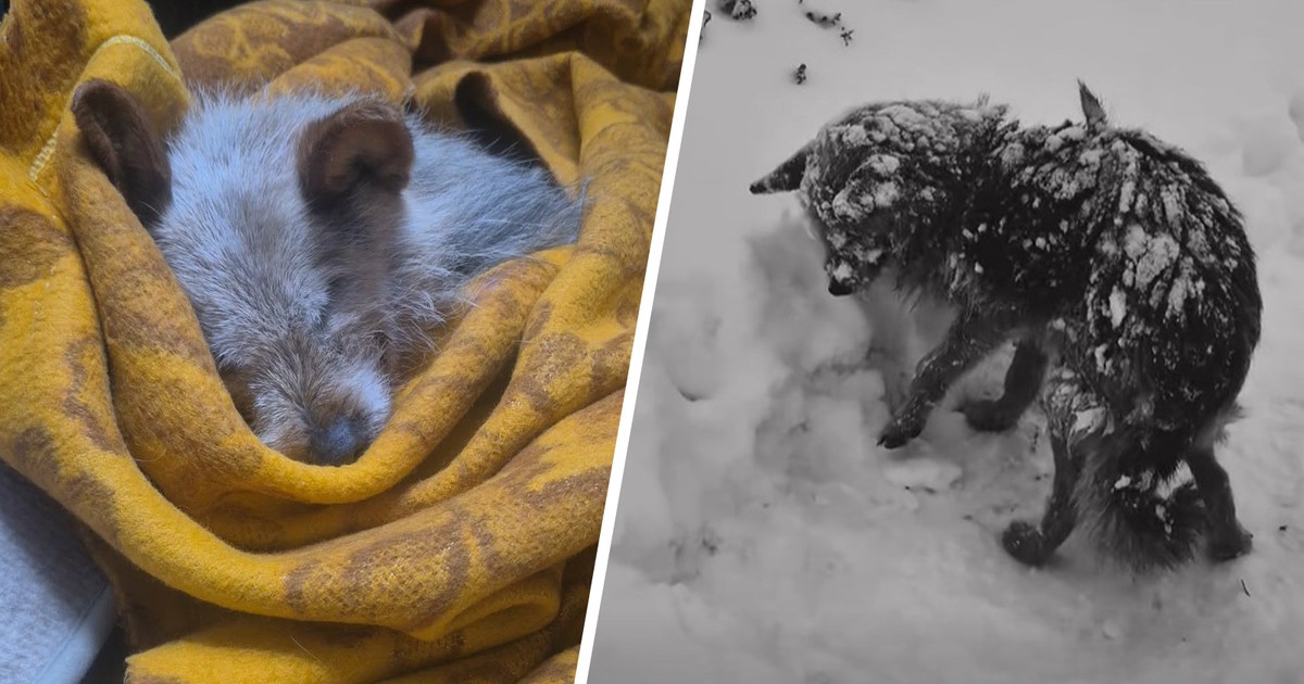 Kręciła się w kółko i trzęsła z zimna. Dojmujące zawodzenie dźwięczy w uszach. Smutny finał