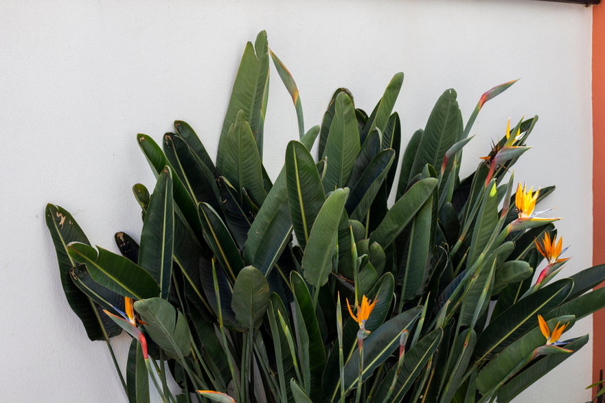 Strelitzia reginae