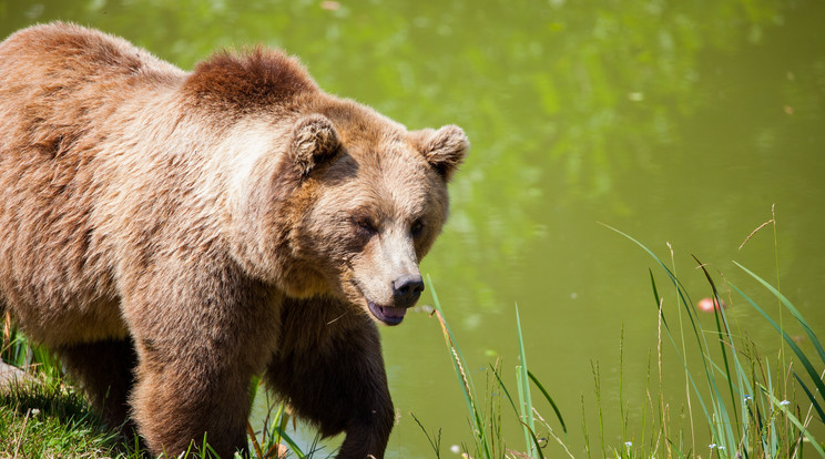 100 év óta először medve ölt meg egy férfit Szlovákiában /Fotó: Pexels