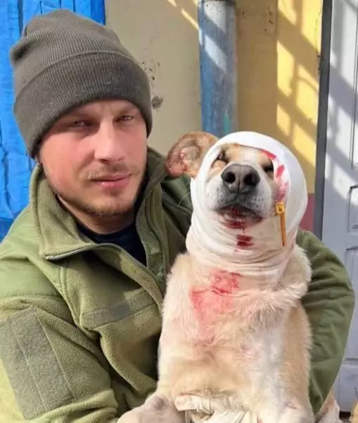 Charków. Ranny pies ze schroniska uratowany przez żołnierza 