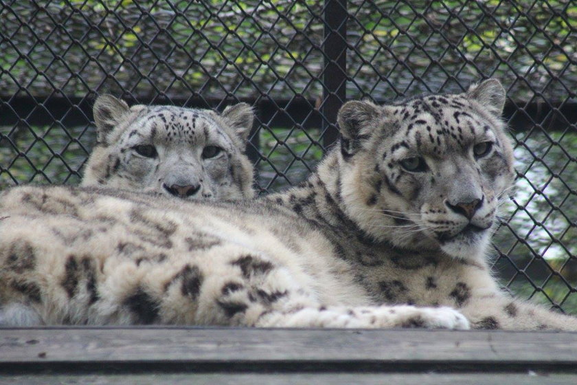 Puchaci podopieczni zoo postanowili się schłodzić. Misie wzięły orzeźwiającą kąpiel. Zwierzęta chronią się przed upałami jak tylko potrafią.