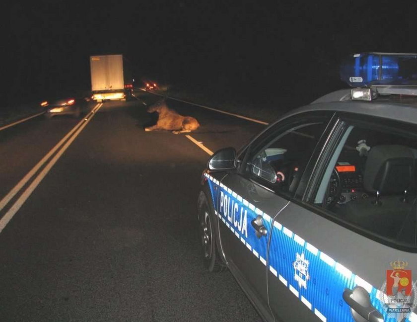 Łoś wpadł pod samochód. DRASTYCZNE ZDJĘCIA