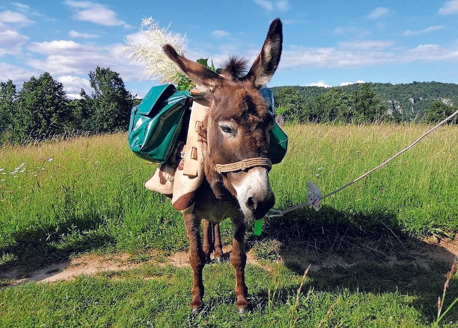 Do zamka Kostel možete prošetati šumskom stazom Mikulinog vraga u društvu magaraca.