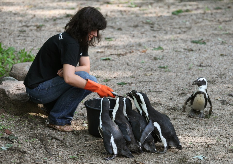 WARSZAWA ZOO POKAZY KARMIENIA