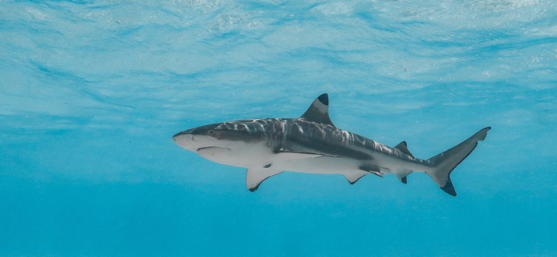 Seria ataków rekinów. 12-latek w stanie krytycznym trafił do szpitala