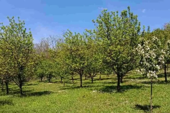 Organski voćnjak u punom rodu za 12.000 evra! 130 stabala i letnjikovac: Zarada zagarantovana (FOTO)